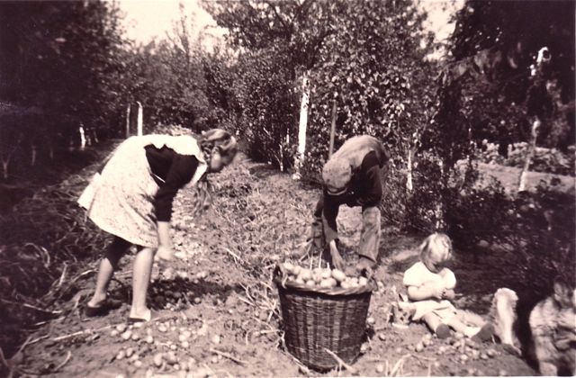 Onze buurman noemde aardappelen rooien een vriendendienst. Later leerden we het woord 'kinderarbeid' kennen.